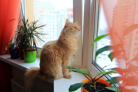 fluffy house cat sitting on the window watching birds outsideの写真素材