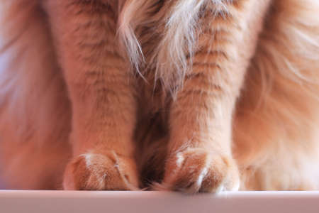 fluffy cat pawsの写真素材