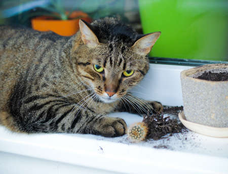 angry tabby cat dig out a cactusの写真素材