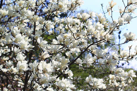 white magnolia tree bloomingの写真素材