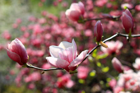 pink magnolia flowerの写真素材