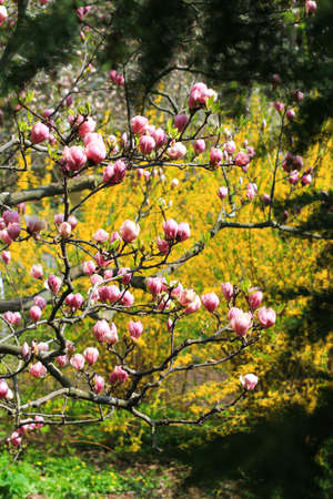 pink magnolia tree  flower  bloomingの写真素材