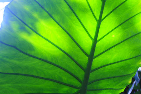 green leaf backgroundの写真素材
