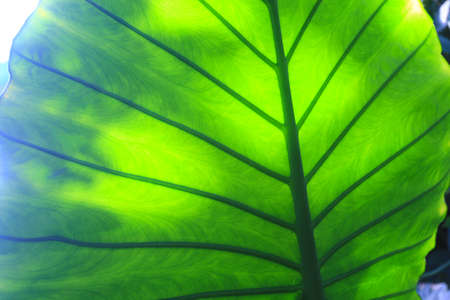 green leaf backgroundの写真素材