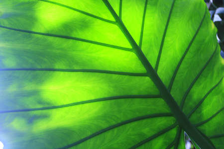 green leaf backgroundの写真素材