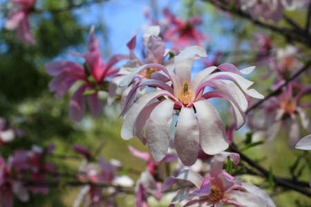 magnolia flowerの写真素材
