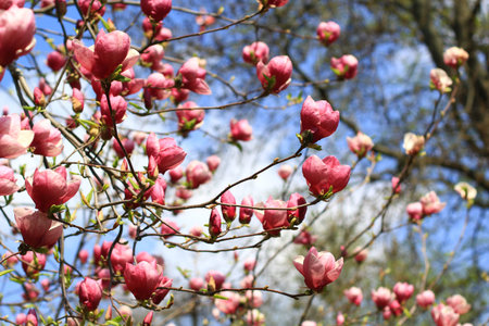 pink magnolia blooming tree