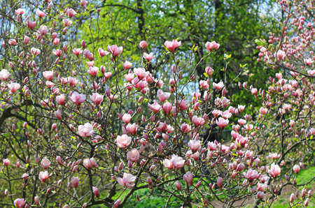 pink magnolia blooming treeの写真素材