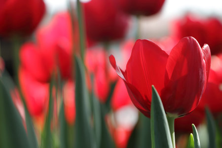 Glow red tulip close up.