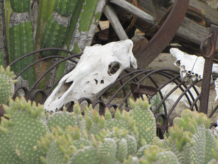 Cow skull in the desertの写真素材