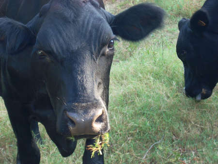 Black Cow with Grassの写真素材