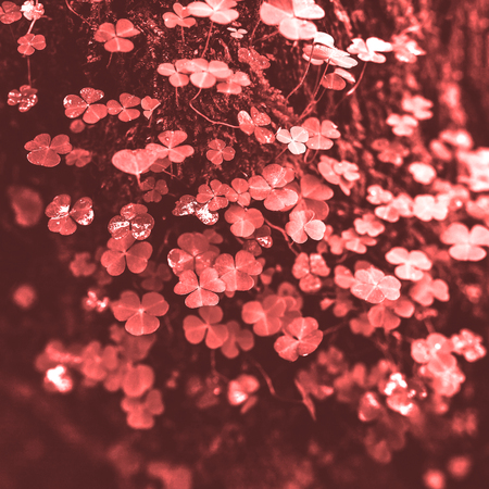 Beautiful trendy living coral cloves in the forest. Concept of Color 2019 - Living Coral.の写真素材