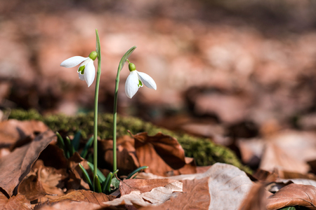 Snowdrops against old leaves in spring forest. Sun day. Spring comes.の写真素材