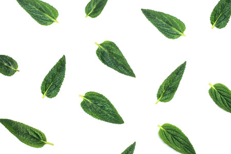 Fresh green leaves isolated on white background. Nature background.