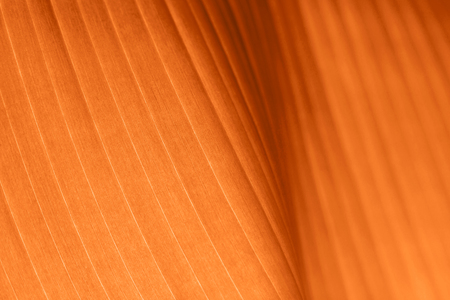 Macro photo of fresh bananas turmeric leaf. Nature exotic concept.の写真素材