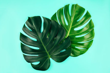 Two tropical jungle monstera leaves isolated on blue background. Flat lay style.の写真素材