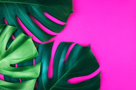 Three tropical jungle monstera leaves isolated on bright pink background. Flat lay style.の写真素材