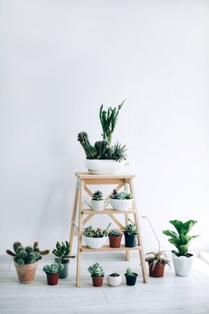 Wooden folding ladder used as shelves for plants in natural dining room interior with white walls.の写真素材