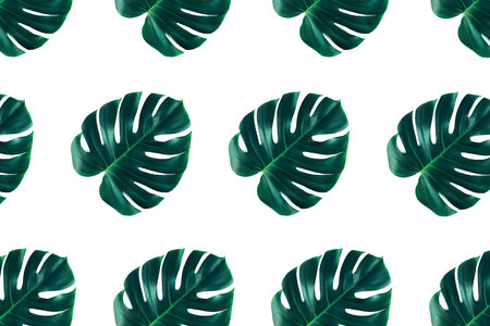 Pattern of tropical jungle monstera leaves isolated on white background. Flat lay style.の写真素材