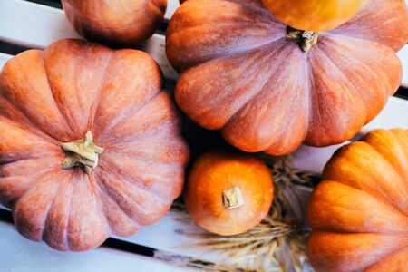 Fresh pumpkins on white wooden background. Autumn is coming.の写真素材