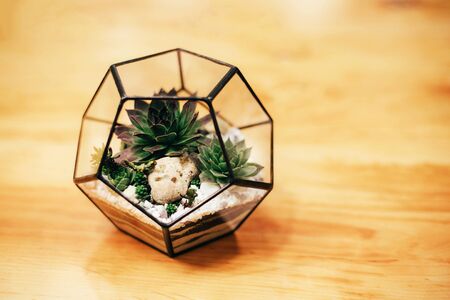Florarium with succulents and cactus on wooden background. Home interior details.の写真素材