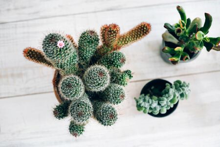 Cactus and succulents are on the shelf in natural dining room interior.の写真素材