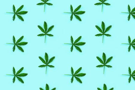 Pattern made from hemp leaf isolated on blue background. Flat lay style.の写真素材