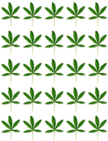 Hemp leaves isolated on white background. Flat lay style. Pattern.の写真素材