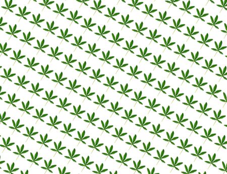 Hemp leaf isolated on white background. Flat lay style.の写真素材