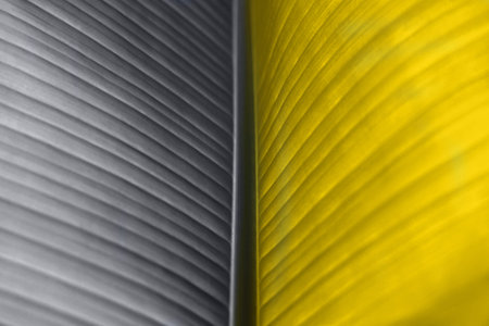 Macro photo of fresh bananas leaf. Nature exotic concept.