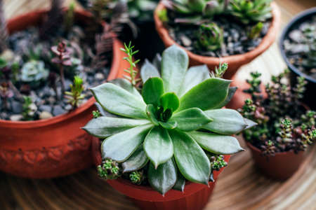 Kitchen windowsill with home plants. Top view.の写真素材
