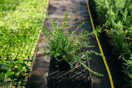 Seedling, development of plants and trees in greenhouses.の写真素材
