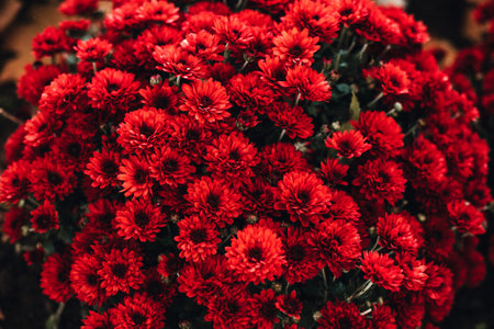 Beautiful chrysanthemums blossom in the autumn garden.の写真素材