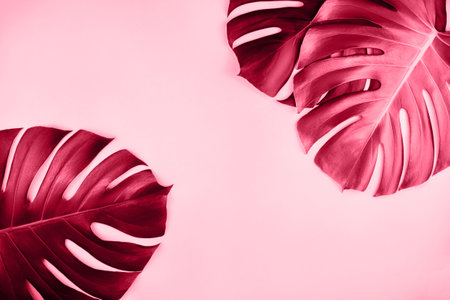 Three red tropical jungle monstera leaves isolated on pink background.の写真素材