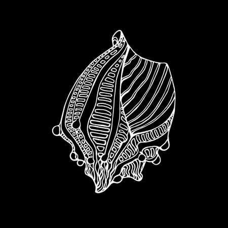 Hand drawn seashell made in vector. Beautiful marine design elements.のイラスト素材