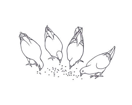 illustration of hand drawn eating pigeons. Beautiful ink drawing, city birds portraitのイラスト素材