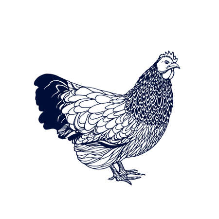 Vector illustration of hand drawn chicken. Beautiful ink drawing, perfect design elements for farming.のイラスト素材