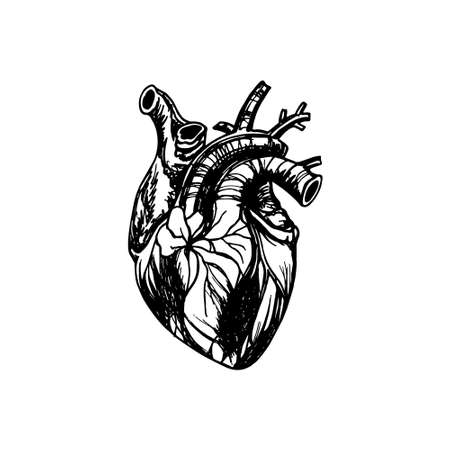 Vector illustration of human heart. Anatomy drawing made in graphic style with pen and ink.のイラスト素材