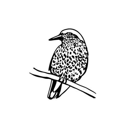 Vector illustration of hand drawn motley bird sitting on a branch. Ink drawing, graphic style.のイラスト素材