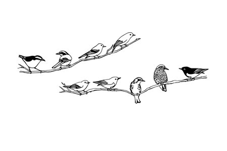 Vector graphic set of hand drawn North America birds sitting on a branch. Ink drawing, graphic style.の写真素材