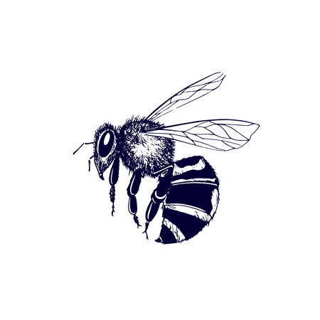 Vintage bee illustrationのイラスト素材