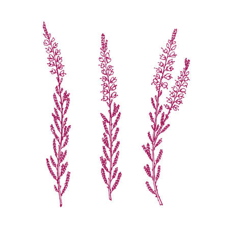 Hand drawn heatherのイラスト素材