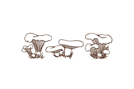 Hand drawn wild mushroomsのイラスト素材