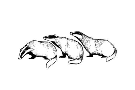 Hand drawn badgersのイラスト素材