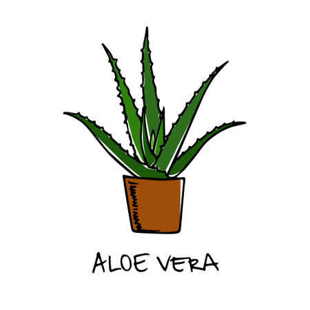 Hand drawn houseplantのイラスト素材