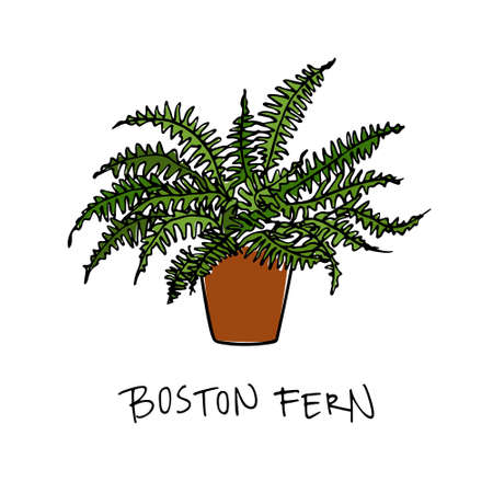 Vector illustration of hand drawn boston fern in a pot. Beautiful floral design elements.のイラスト素材