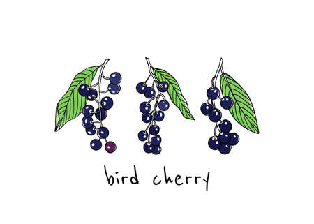 Hand drawn bird cherry twigsのイラスト素材