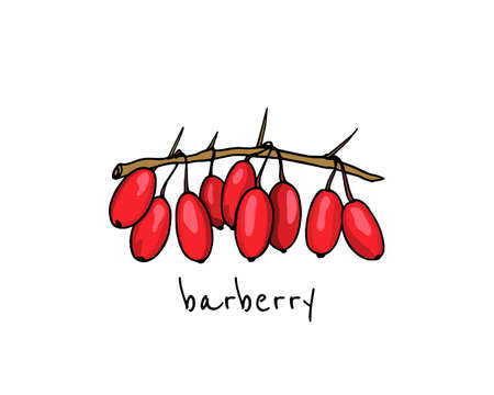 Vector illustration of hand drawn barberry twig. Beautiful floral design elements, ink drawingのイラスト素材