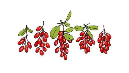 Vector illustration of hand drawn barberry twig. Beautiful floral design elements, ink drawing illustration.のイラスト素材