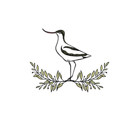 Hand drawn shorebirdのイラスト素材